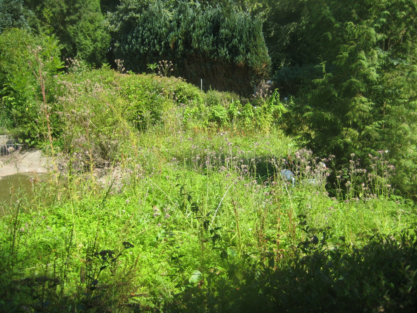 Frydenlund Fuglepark - Coscoroba swan exhibit
