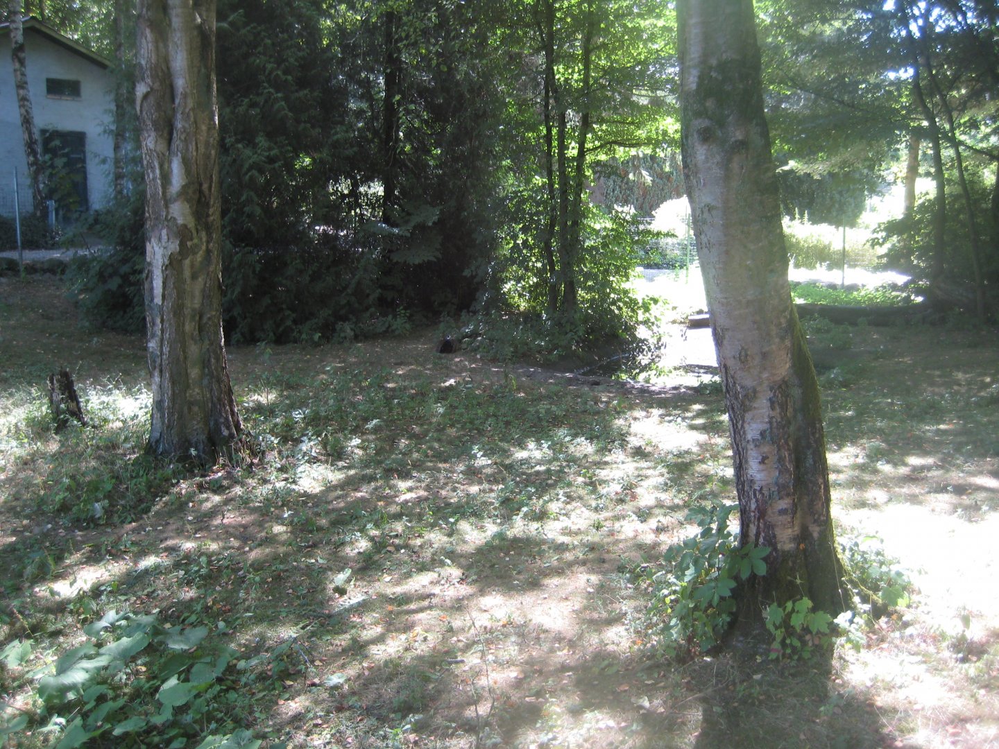Frydenlund Fuglepark - Egyptian goose exhibit