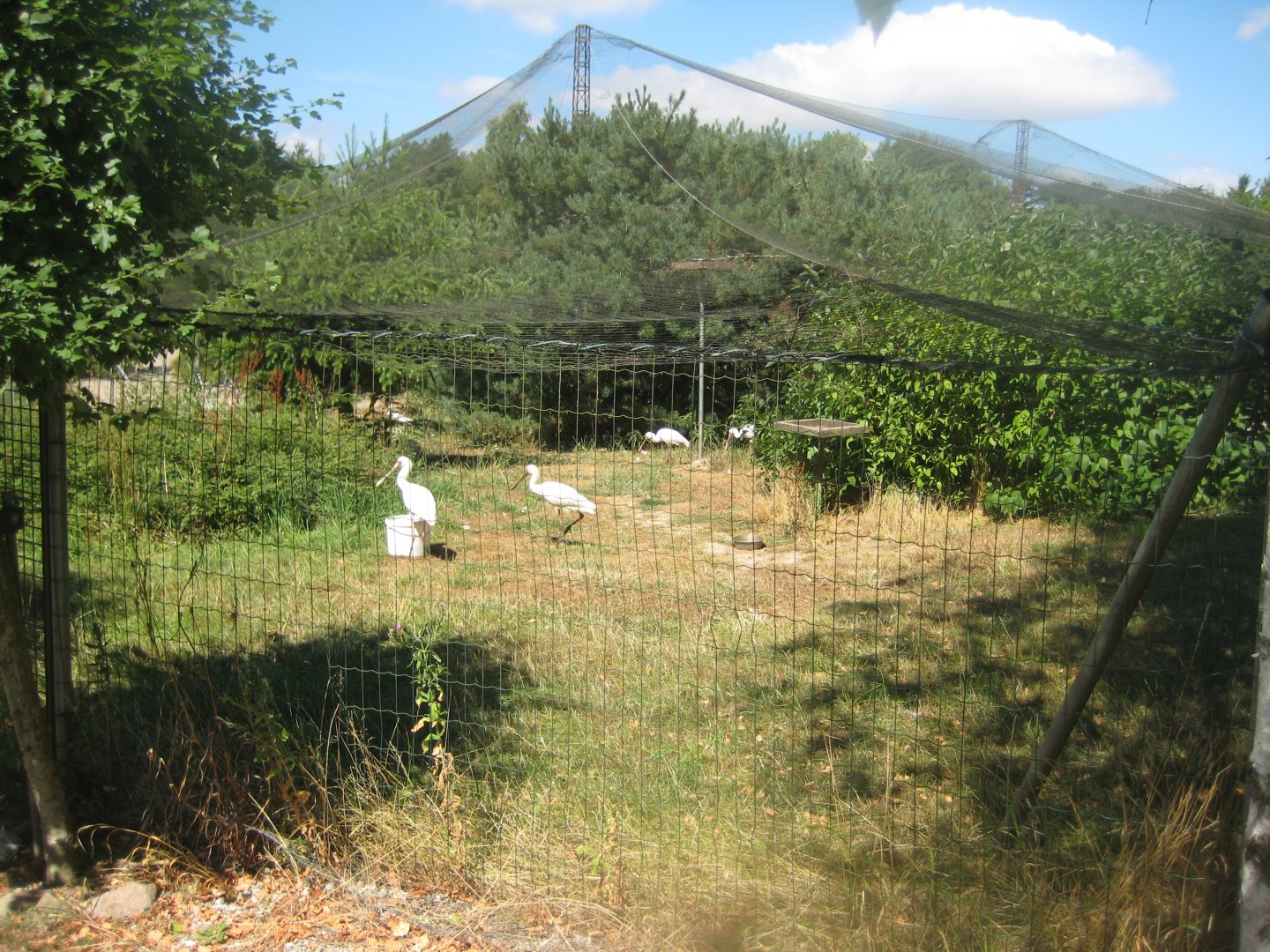 Frydenlund Fuglepark - Free-flight aviary #3