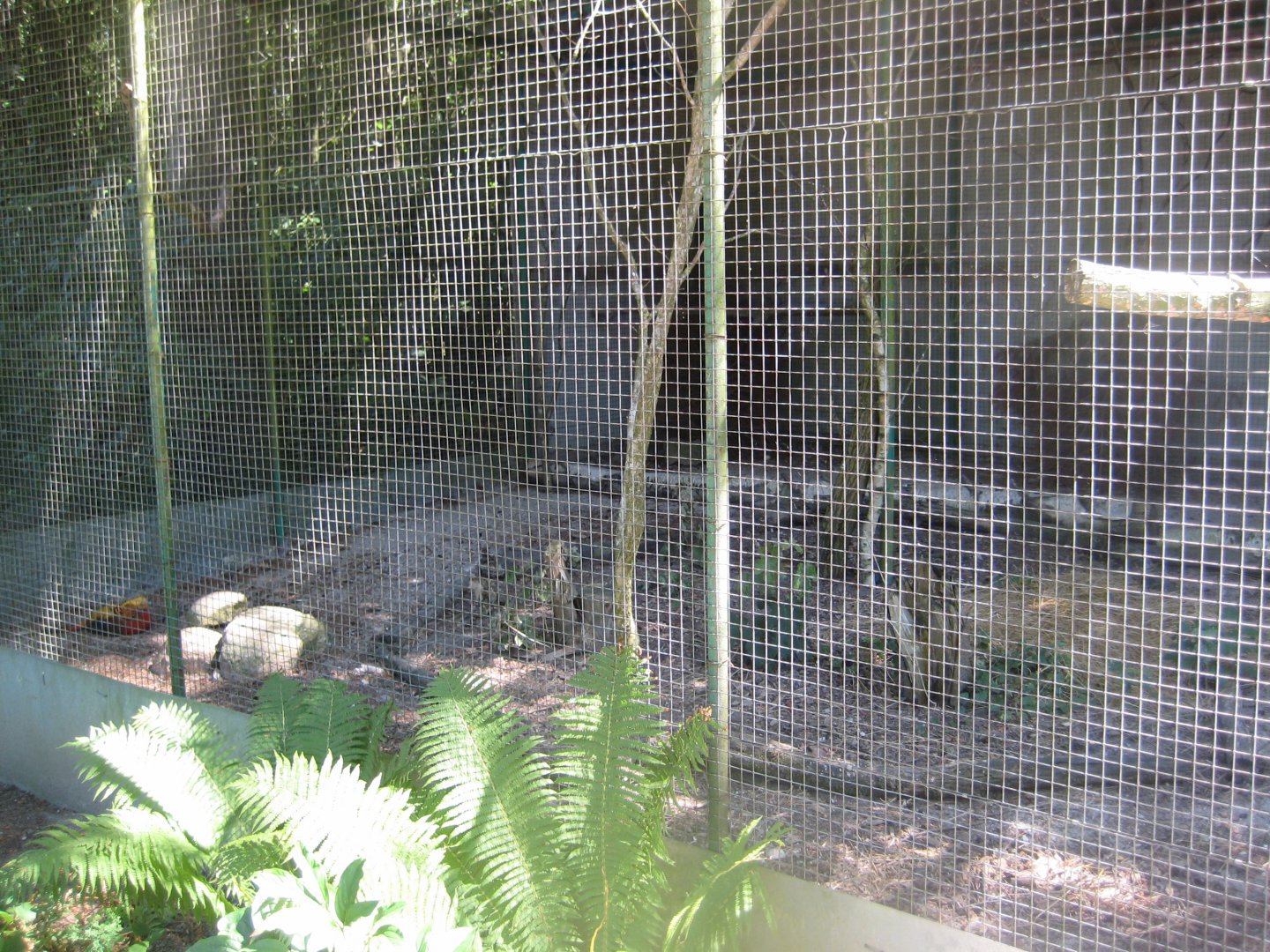 Frydenlund Fuglepark - Golden pheasant aviary