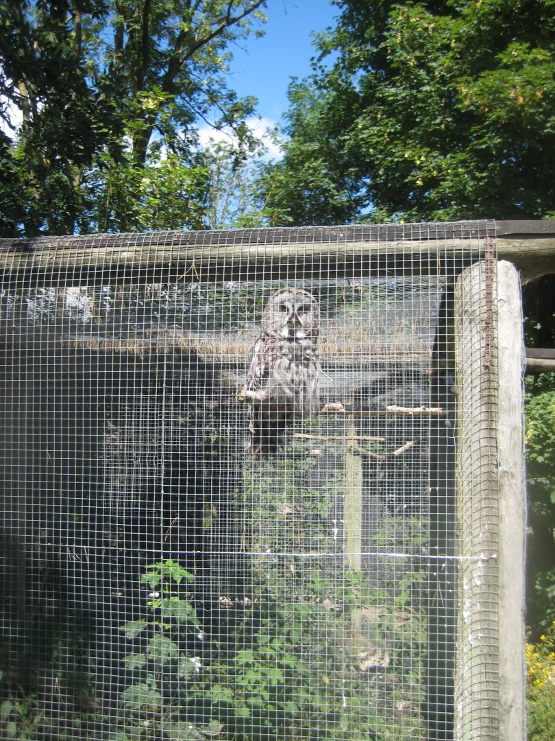 Frydenlund Fuglepark - Great grey owl aviary