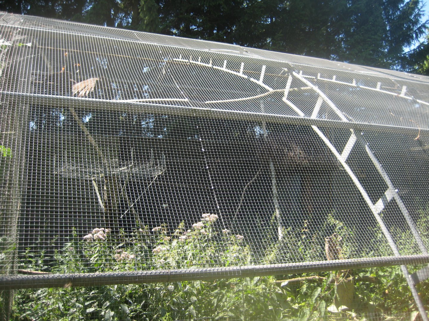 Frydenlund Fuglepark - Hamerkop aviary