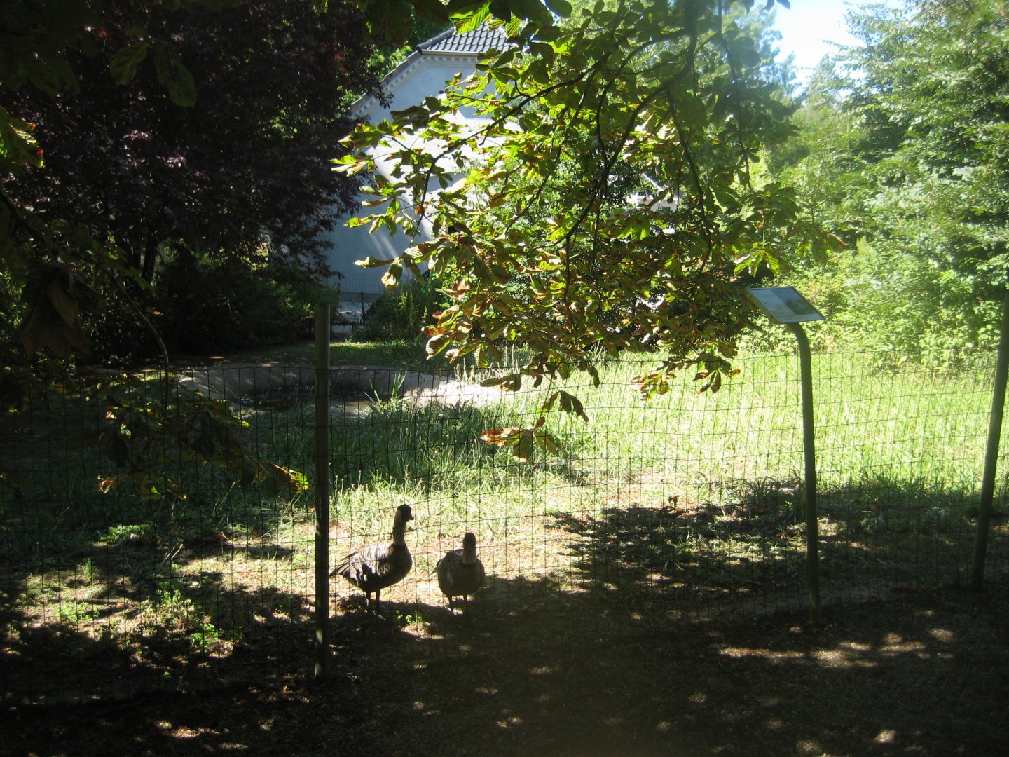 Frydenlund Fuglepark - Hawaiian goose exhibit