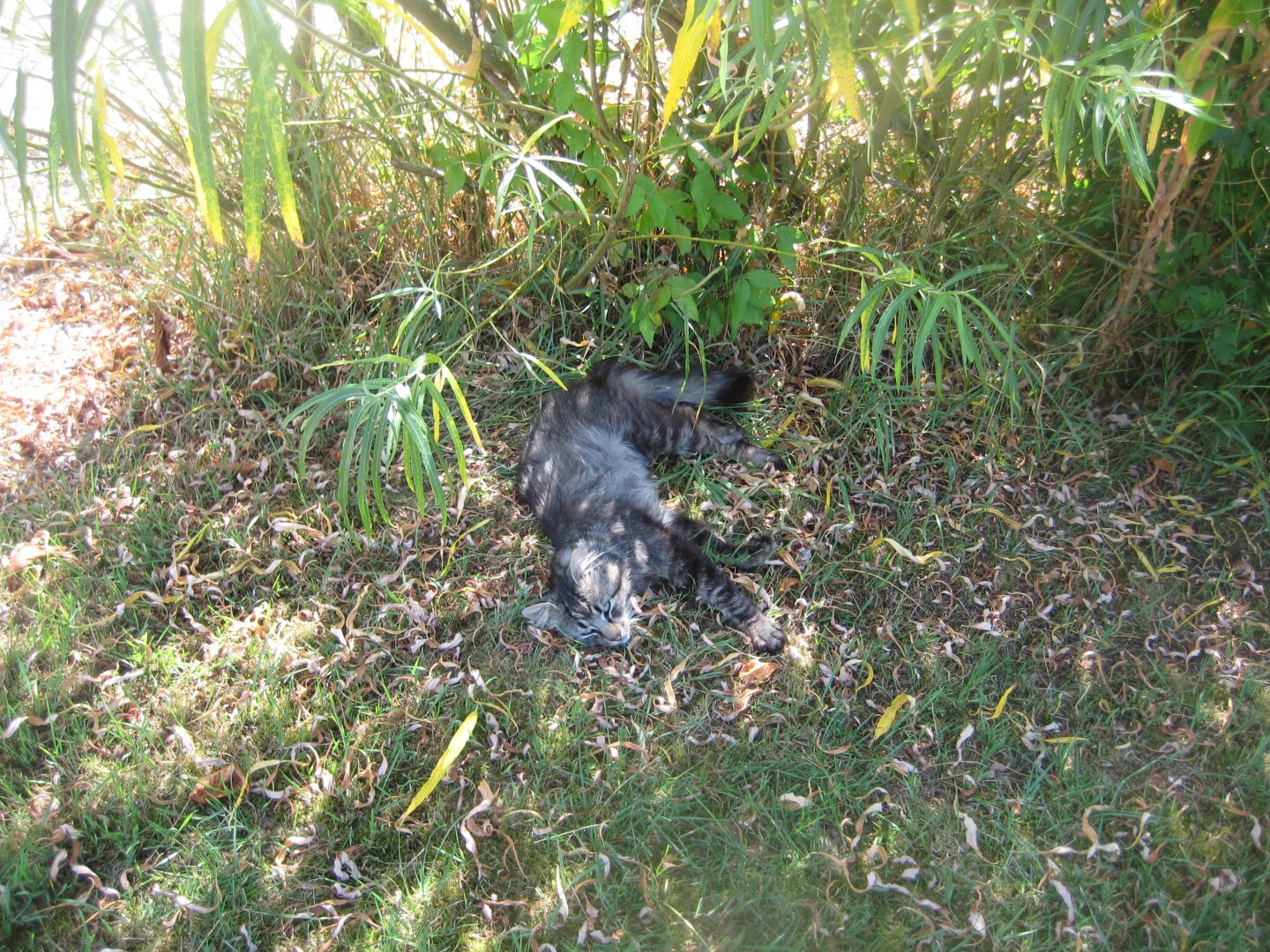 Frydenlund Fuglepark - House cat