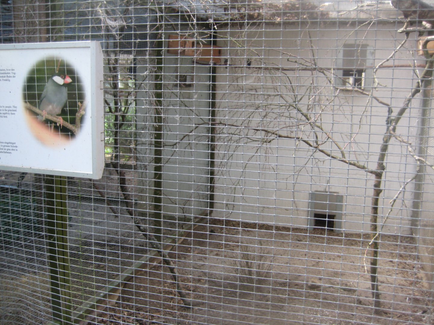 Frydenlund Fuglepark - Java sparrow aviary