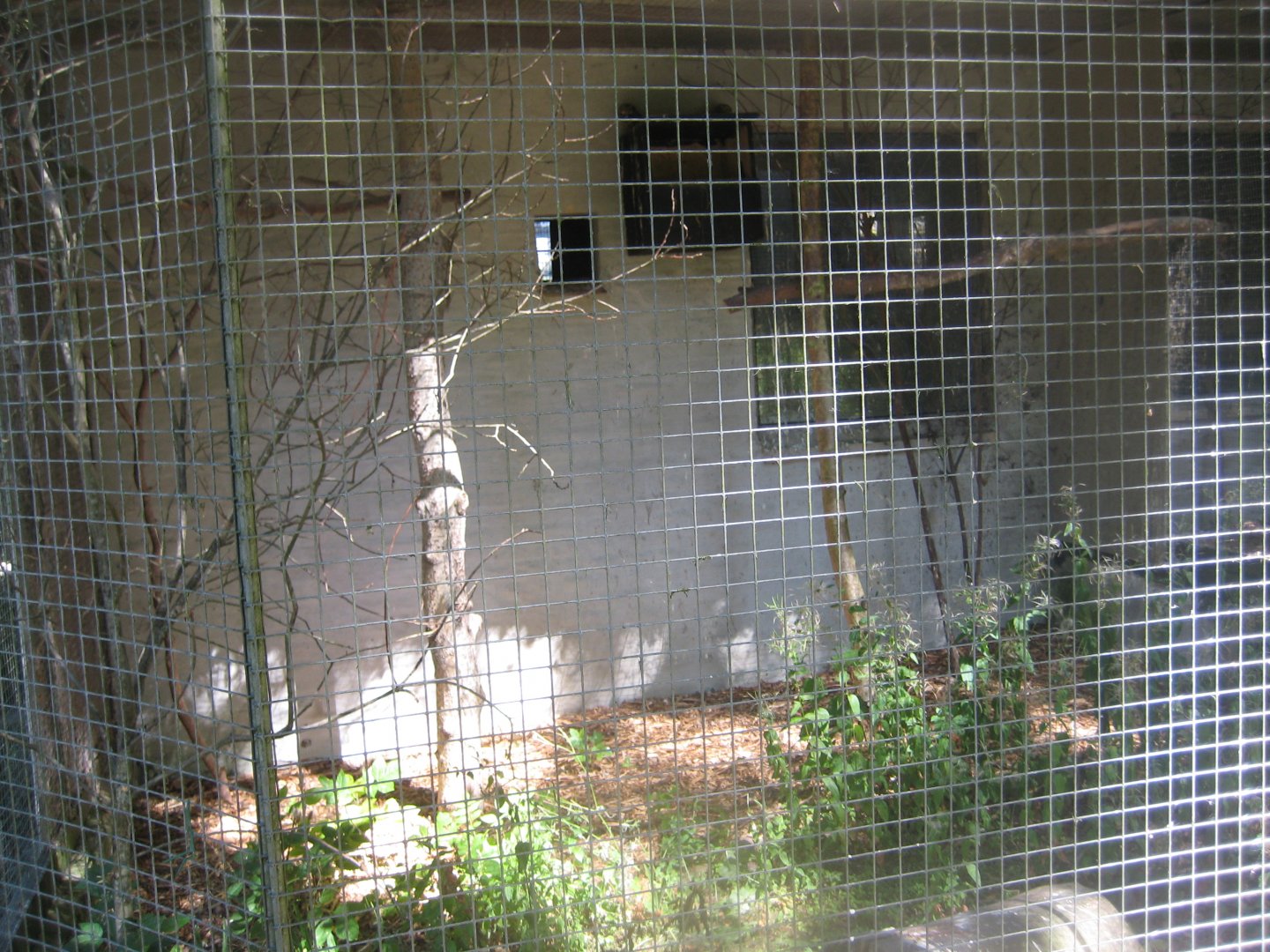 Frydenlund Fuglepark - Little owl aviary