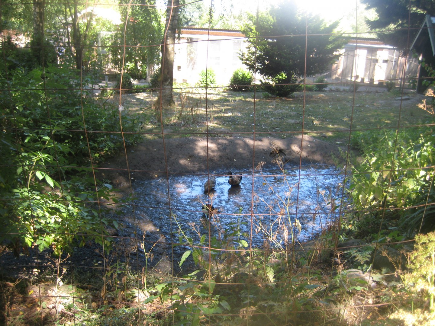 Frydenlund Fuglepark - Mixed waterfowl exhibit