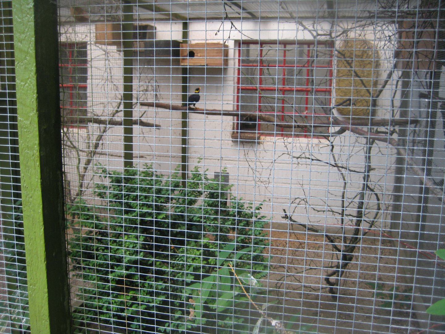 Frydenlund Fuglepark - Myna aviary