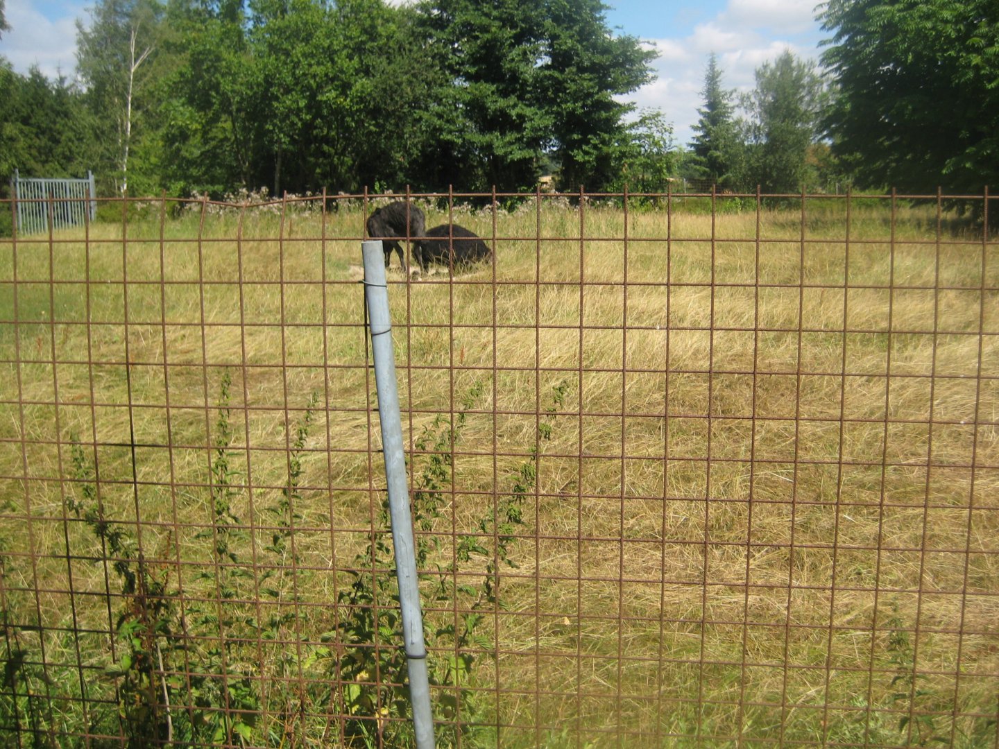 Frydenlund Fuglepark - Ostrich exhibit