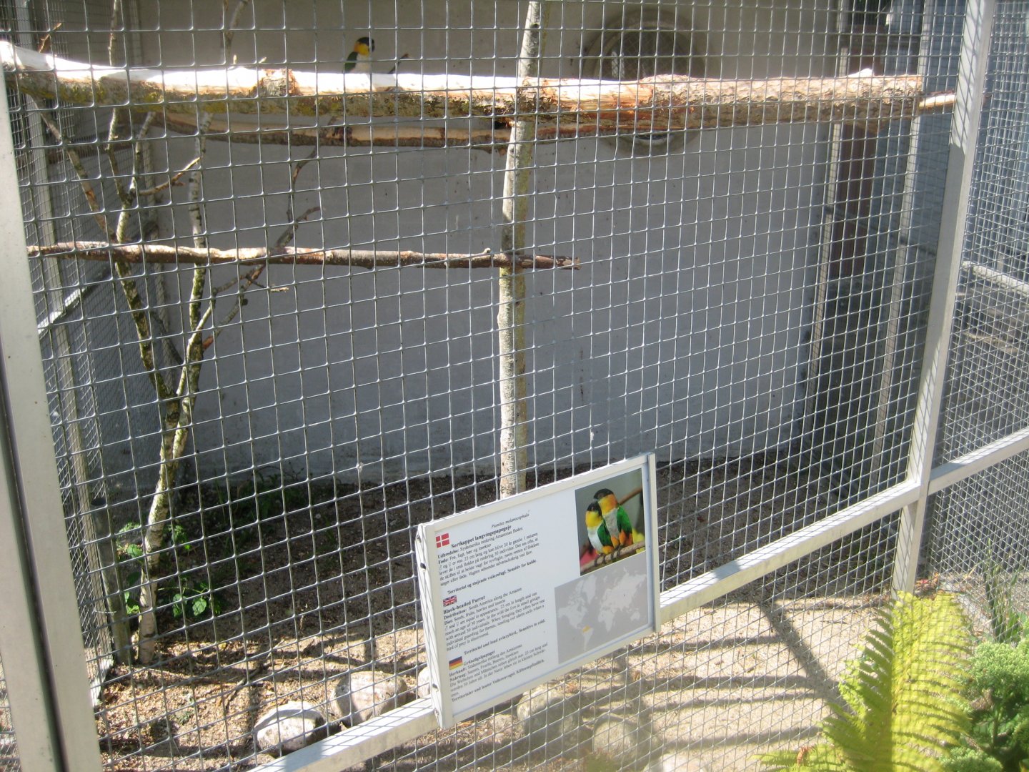 Frydenlund Fuglepark - Parrot aviary #22