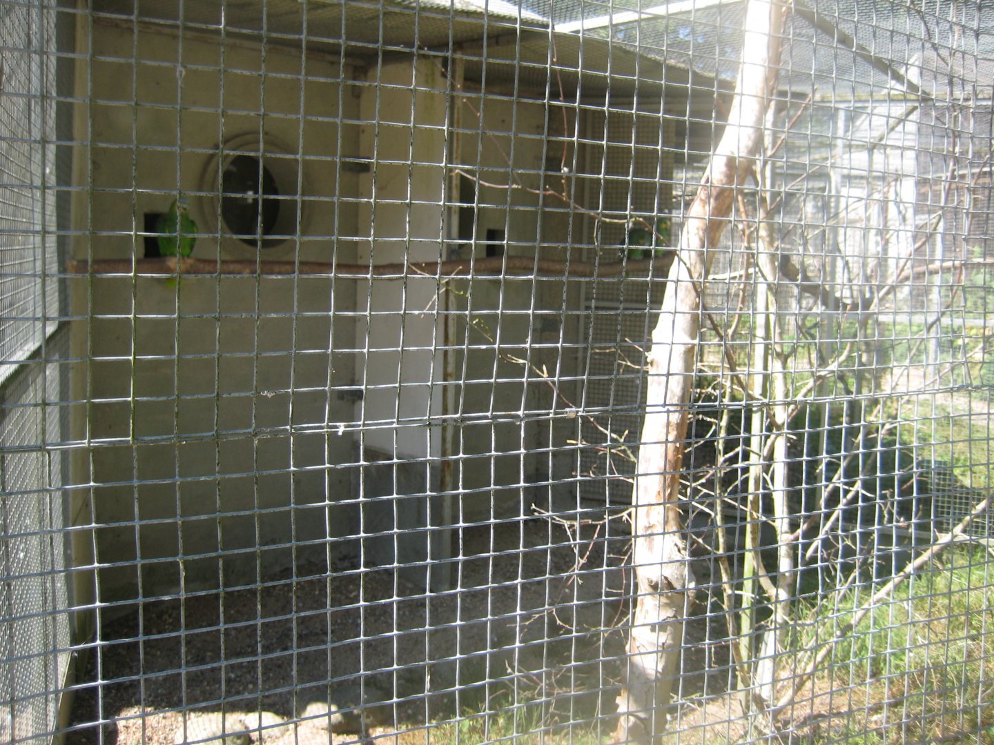 Frydenlund Fuglepark - Parrot aviary #4