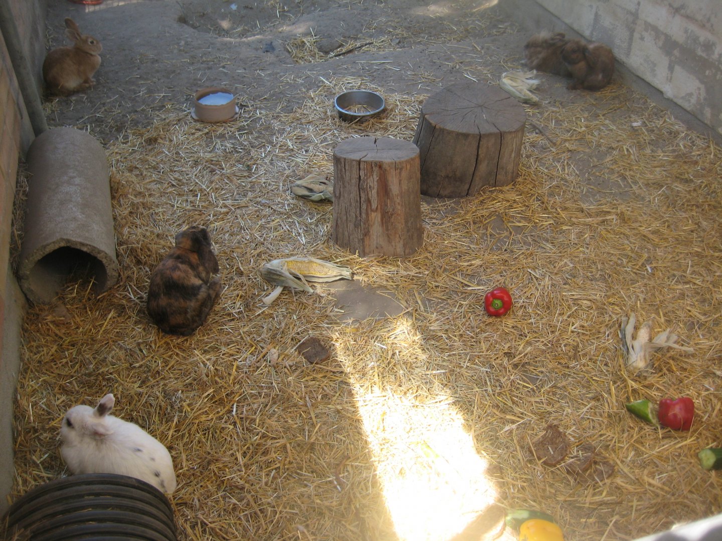 Frydenlund Fuglepark - Rabbit exhibit