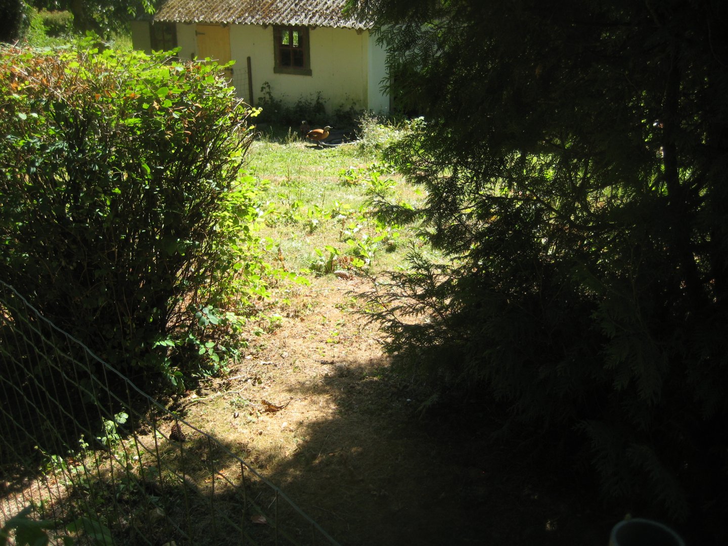 Frydenlund Fuglepark - South African shelduck exhibit