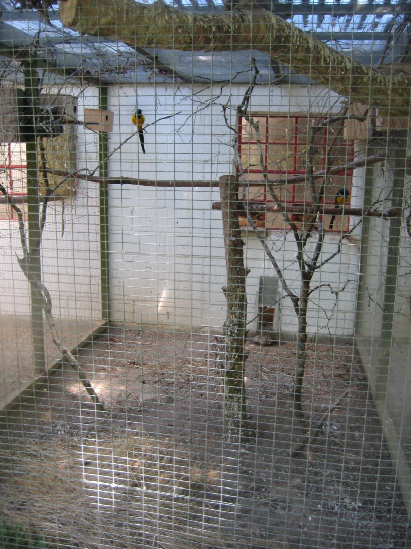 Frydenlund Fuglepark - Starling aviary