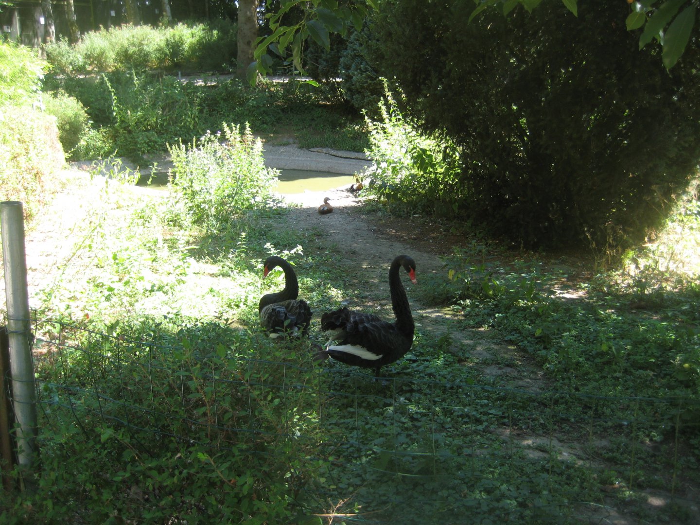 Frydenlund Fuglepark - Swan/shelduck exhibit