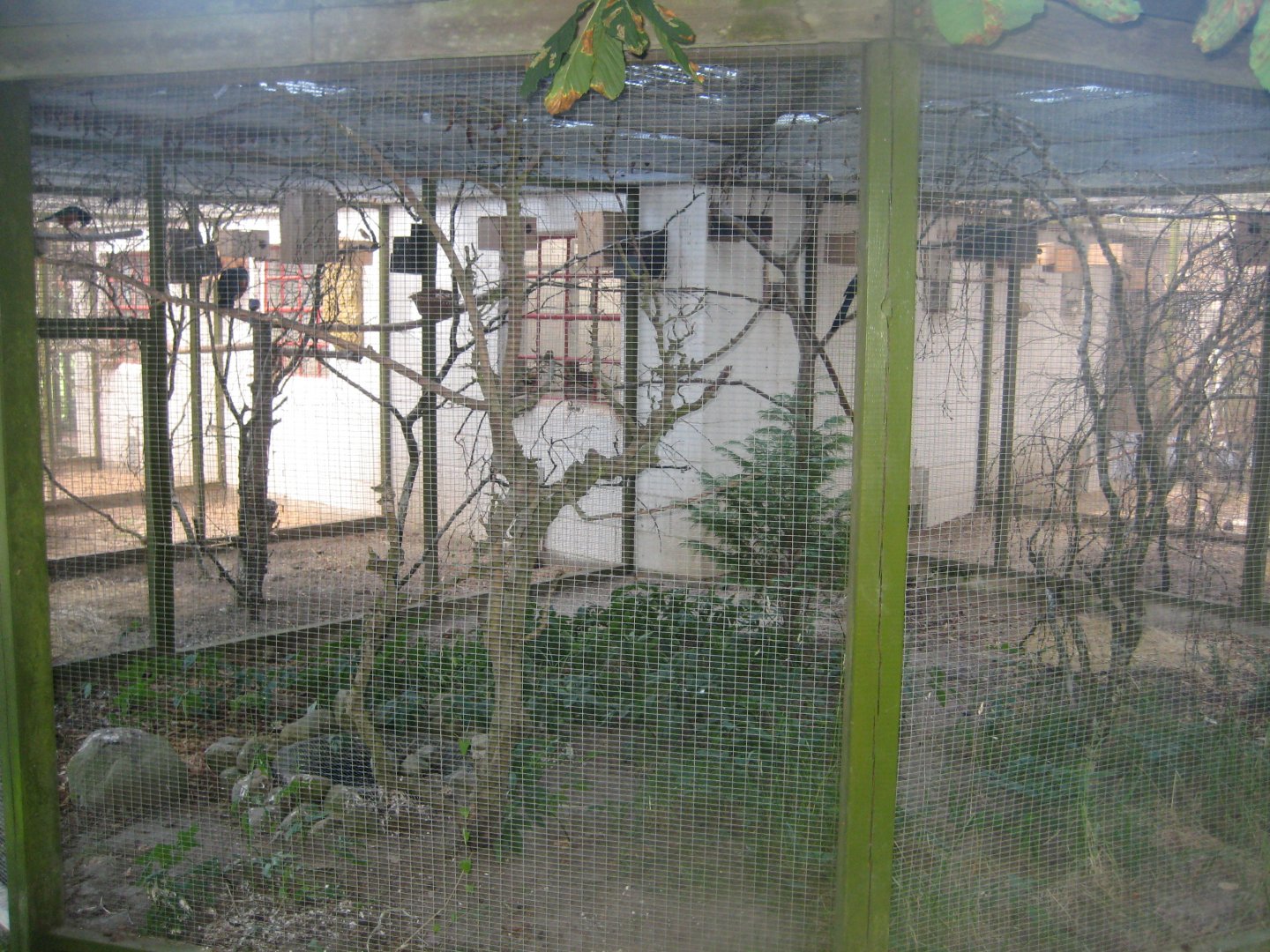 Frydenlund Fuglepark - Turaco aviary
