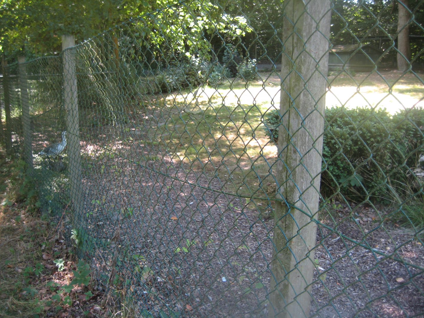 Frydenlund Fuglepark - Upland goose exhibit