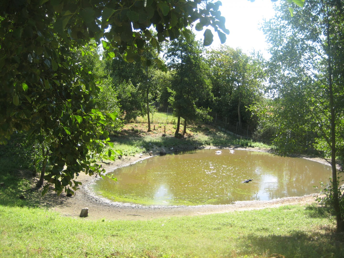 Frydenlund Fuglepark - Waterfowl lake #1