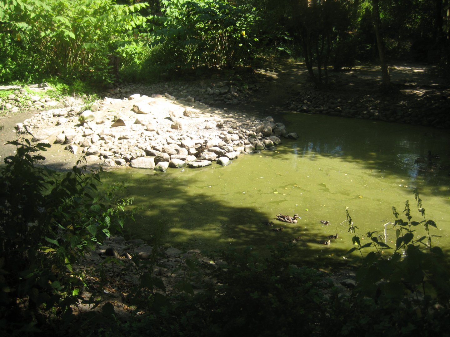 Frydenlund Fuglepark - Waterfowl lake #3
