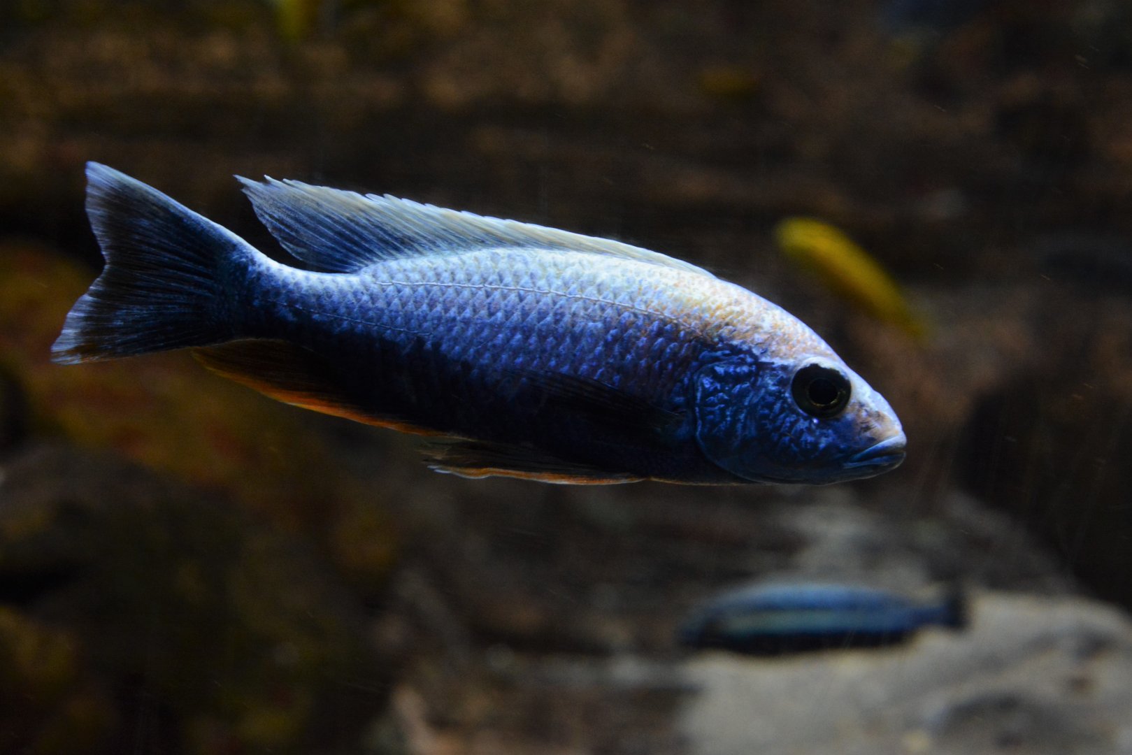 Fryer's electric-blue hap (Sciaenochromis fryeri)
