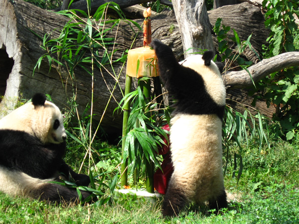 Fu Long's 2nd Birthday, Zoo Vienna