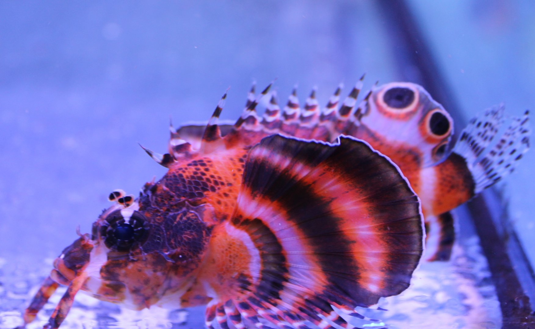 Fu Manchu lionfish (Dendrochirus biocellatus)