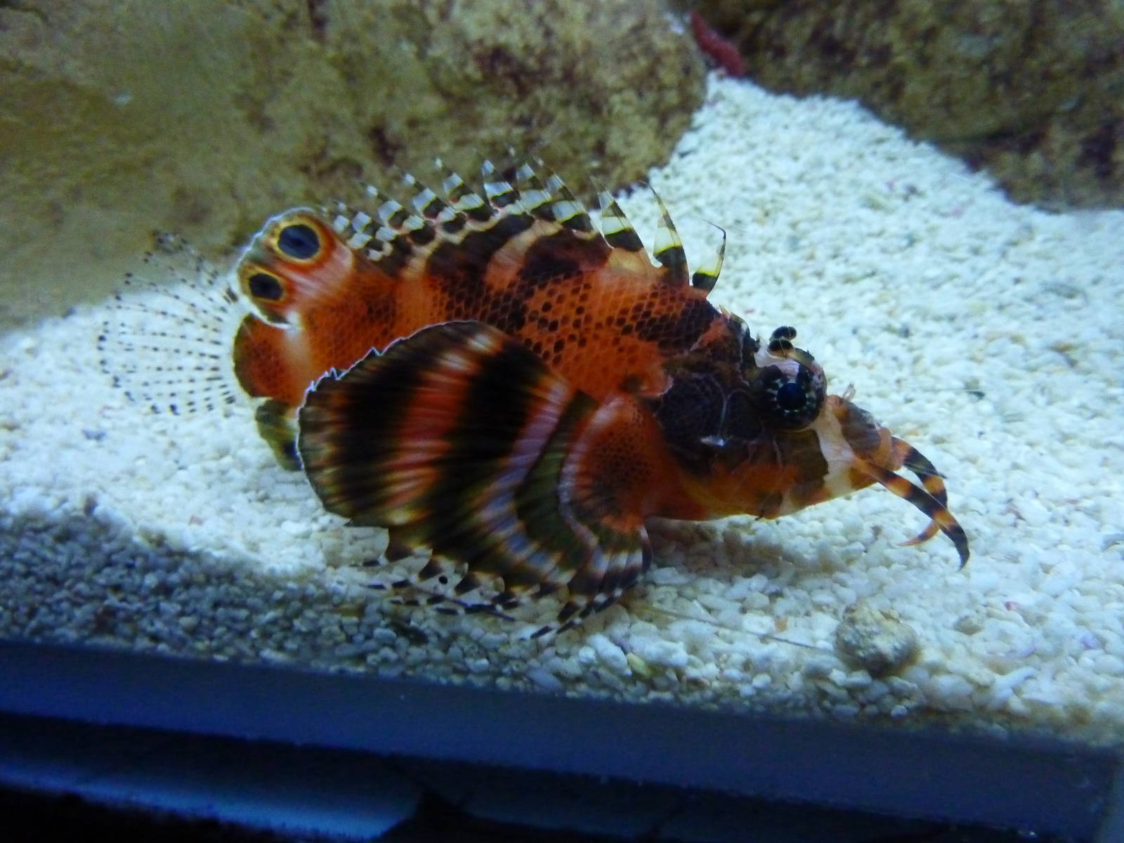 Fu Manchu lionfish