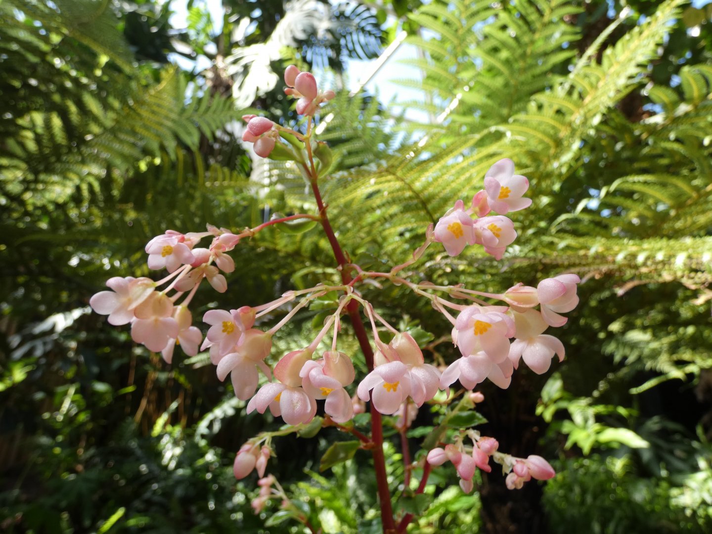Fuchsia begonia