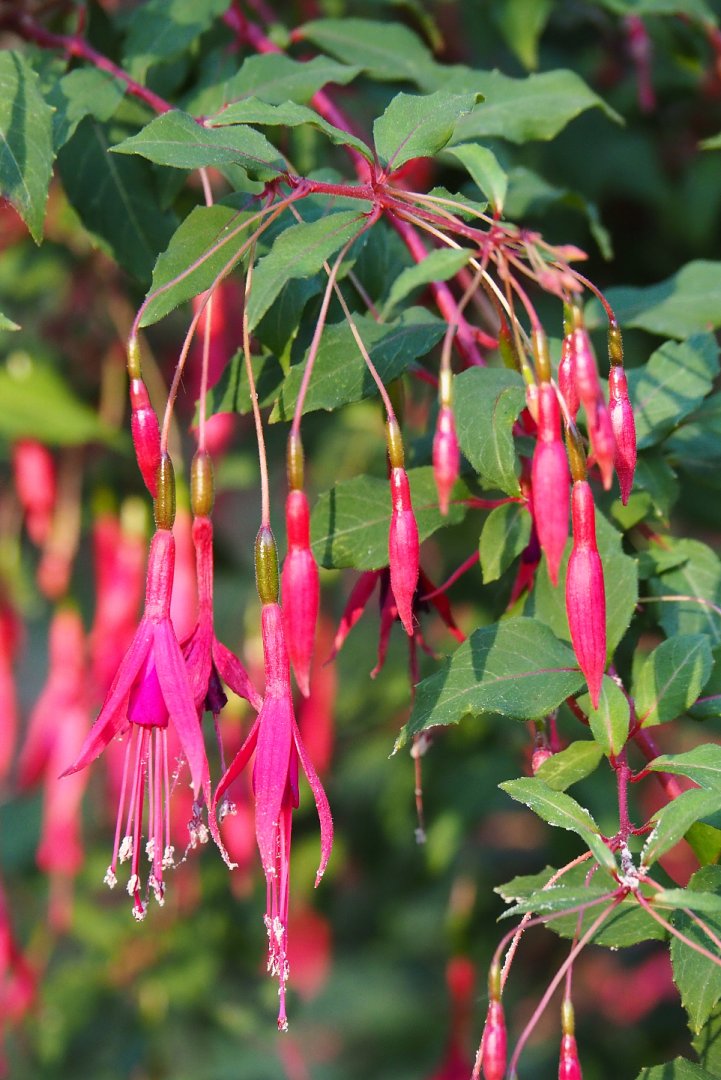 Fuchsia flowers, 2020-09-20