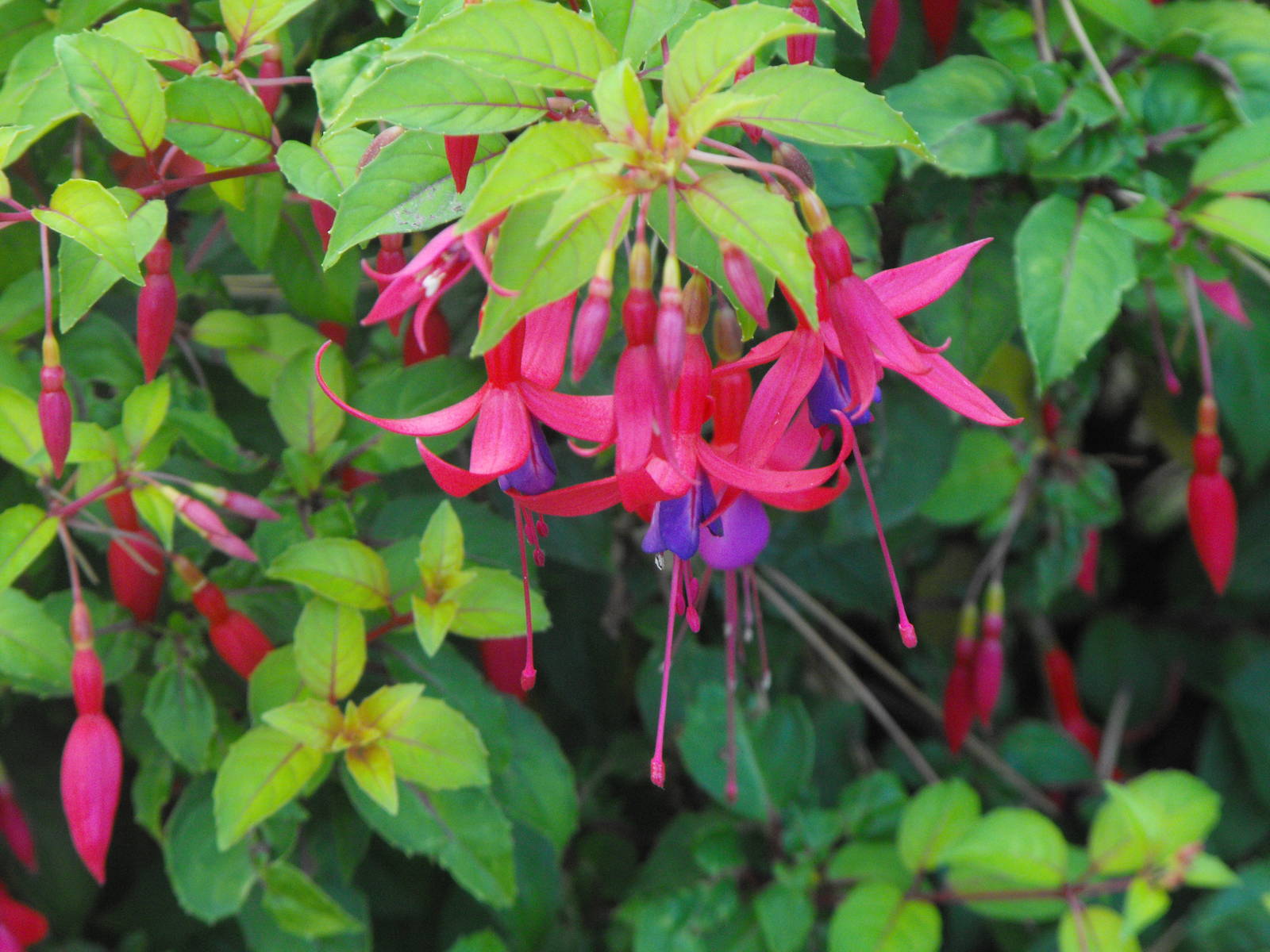 Fuchsia