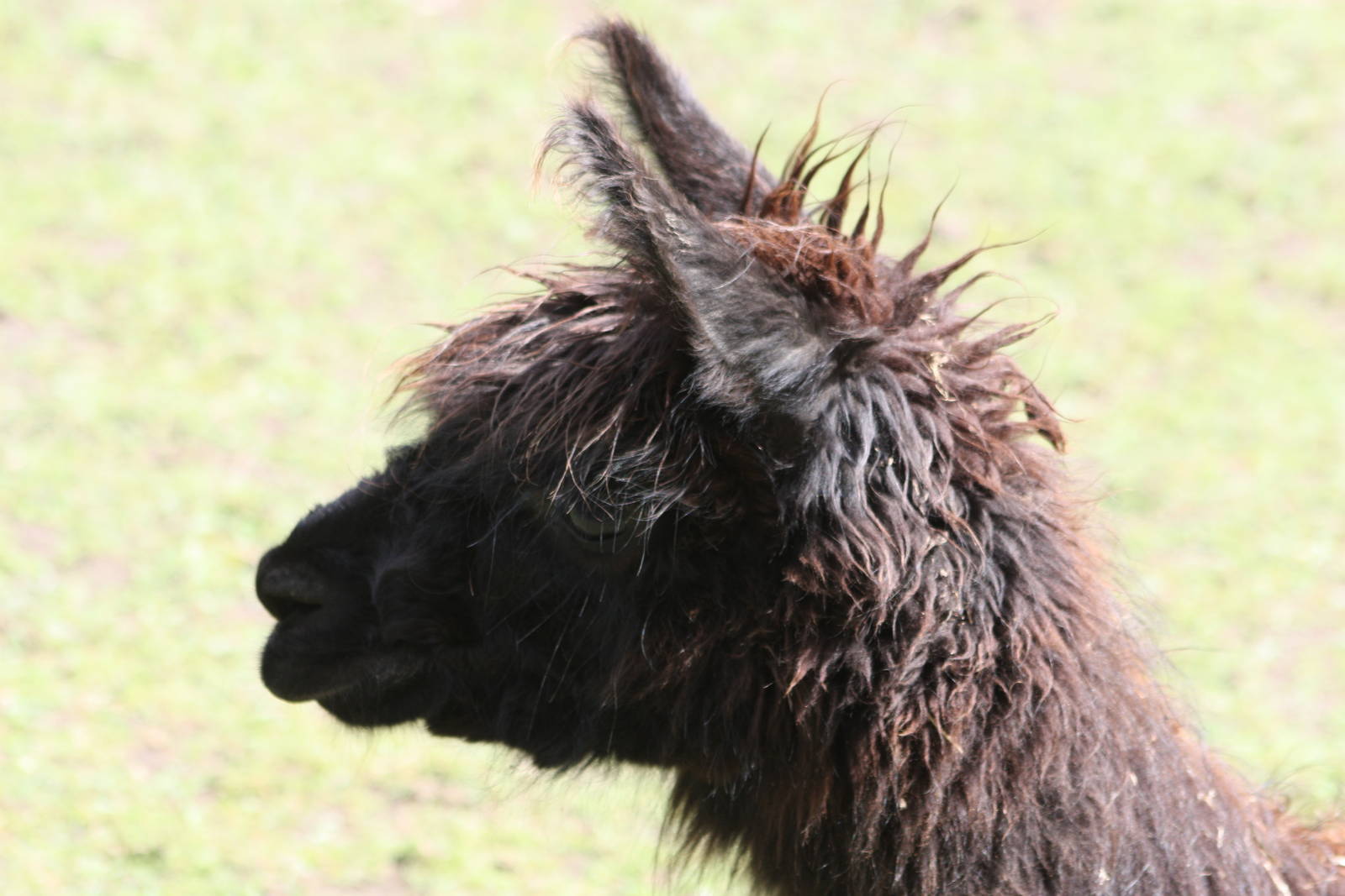 Fudge, 25th May 2014