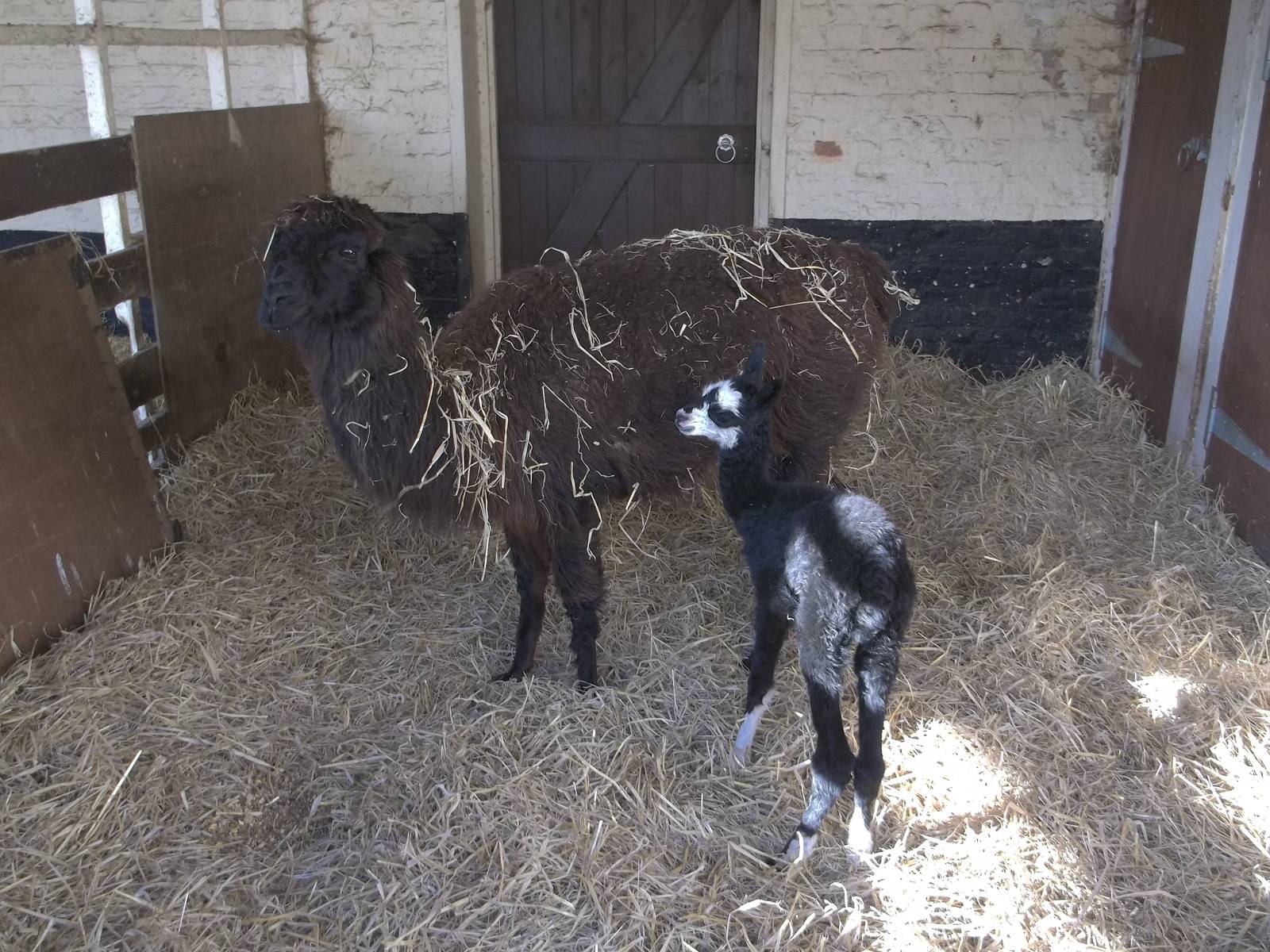 Fudge and two days old baby, 12th October 2014