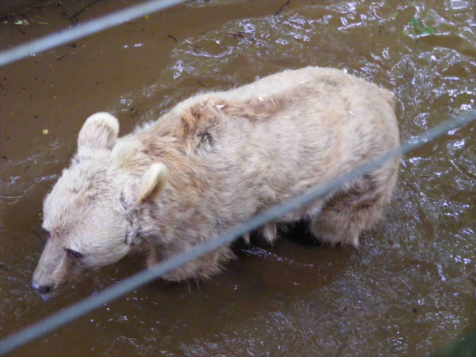 Fudge the European (or Syrian?) brown bear at Dartmoor Zoo, 31 July 2009