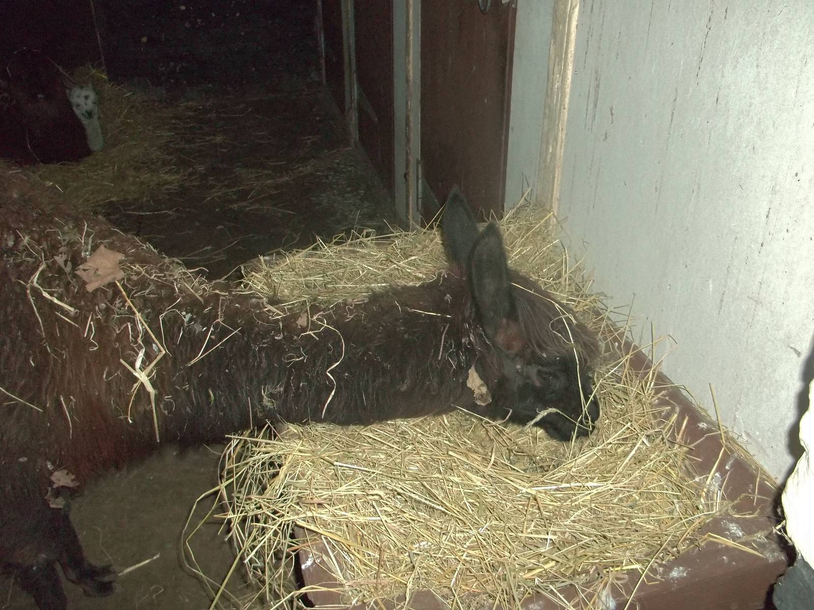 Fudge tucks in, 1st November 2014