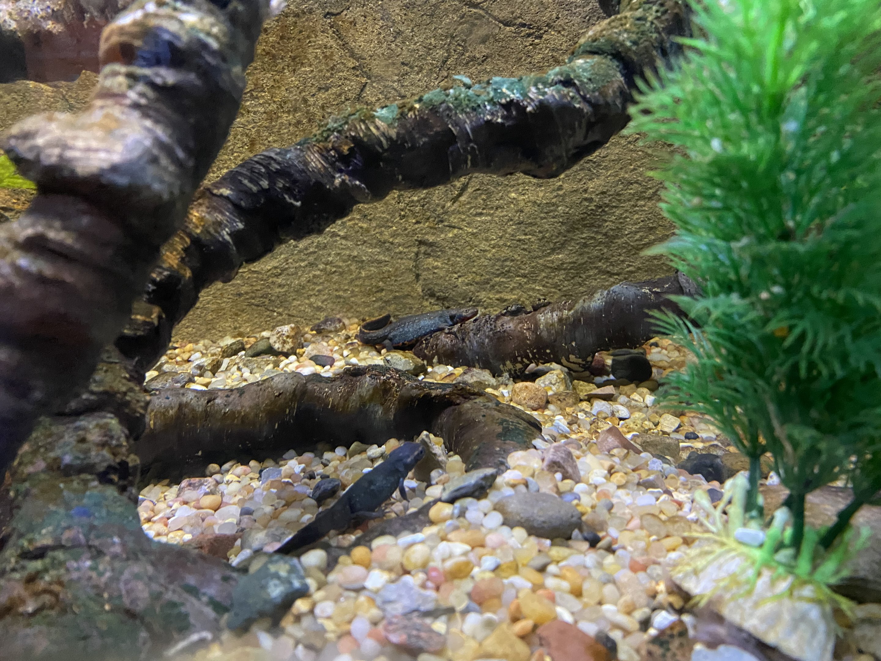 Fuding Firebelly Newts