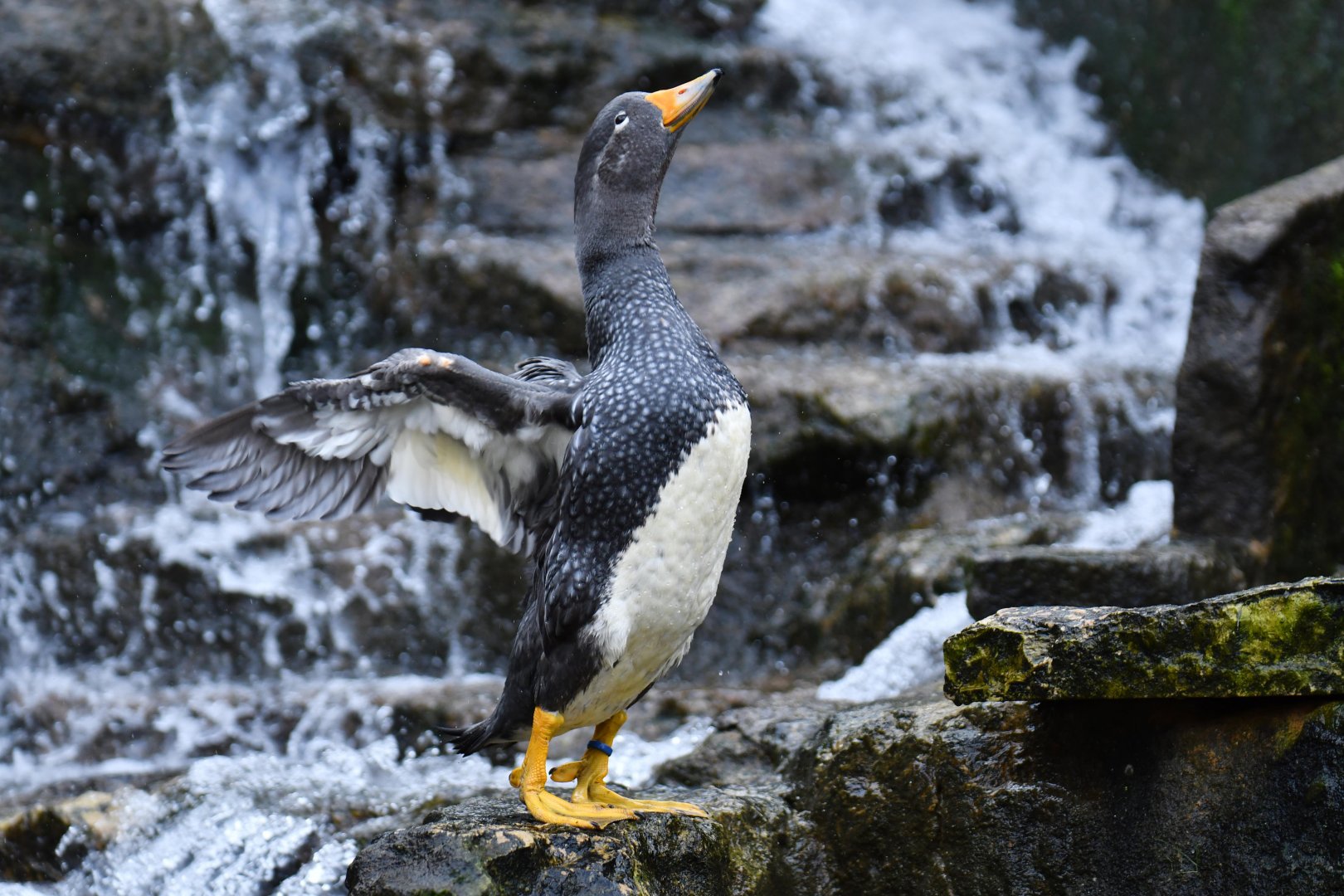 Fuegian Steamer Duck (Tachyeres pteneres)