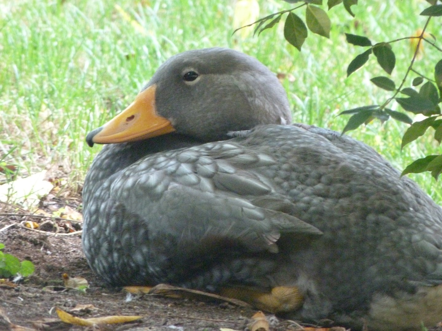 Fuegian steamer duck -Zoo Praha (2025)