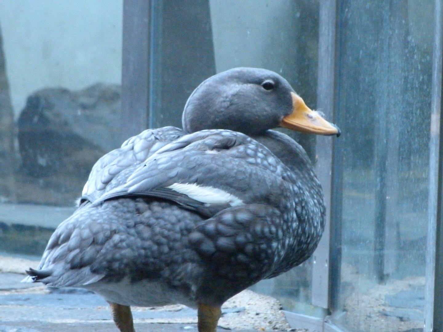 Fuegian steamer duck -Zoo Praha (2025)
