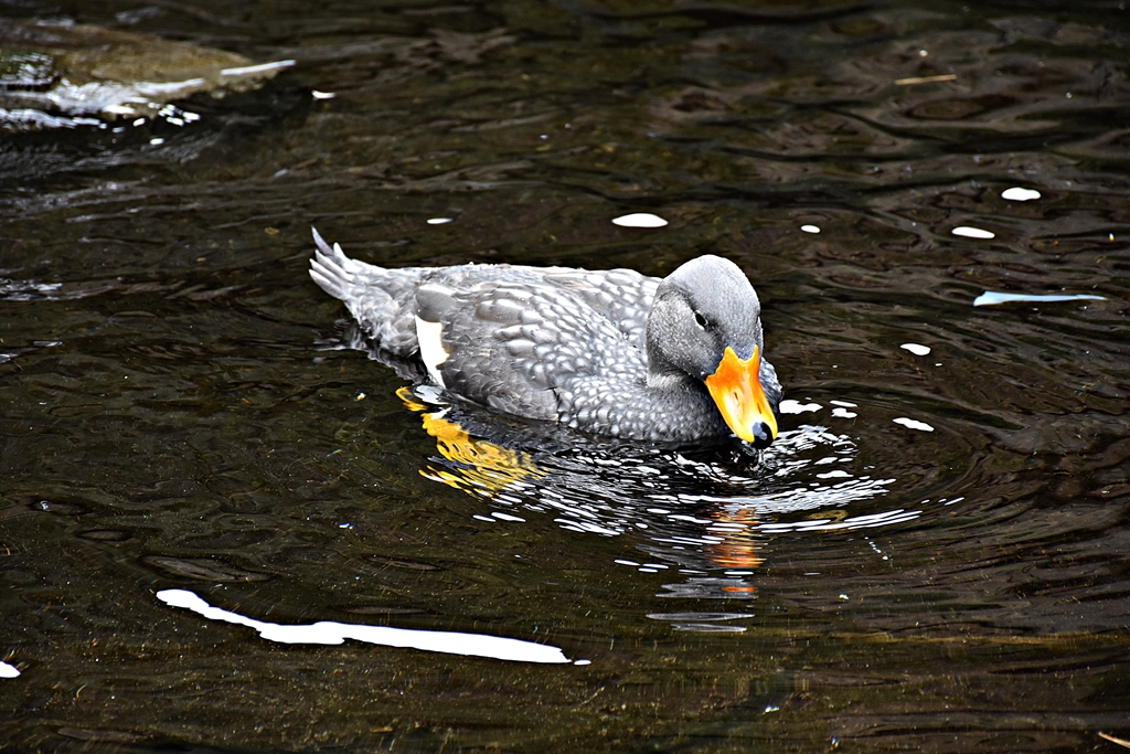 Fuegian steamer duck