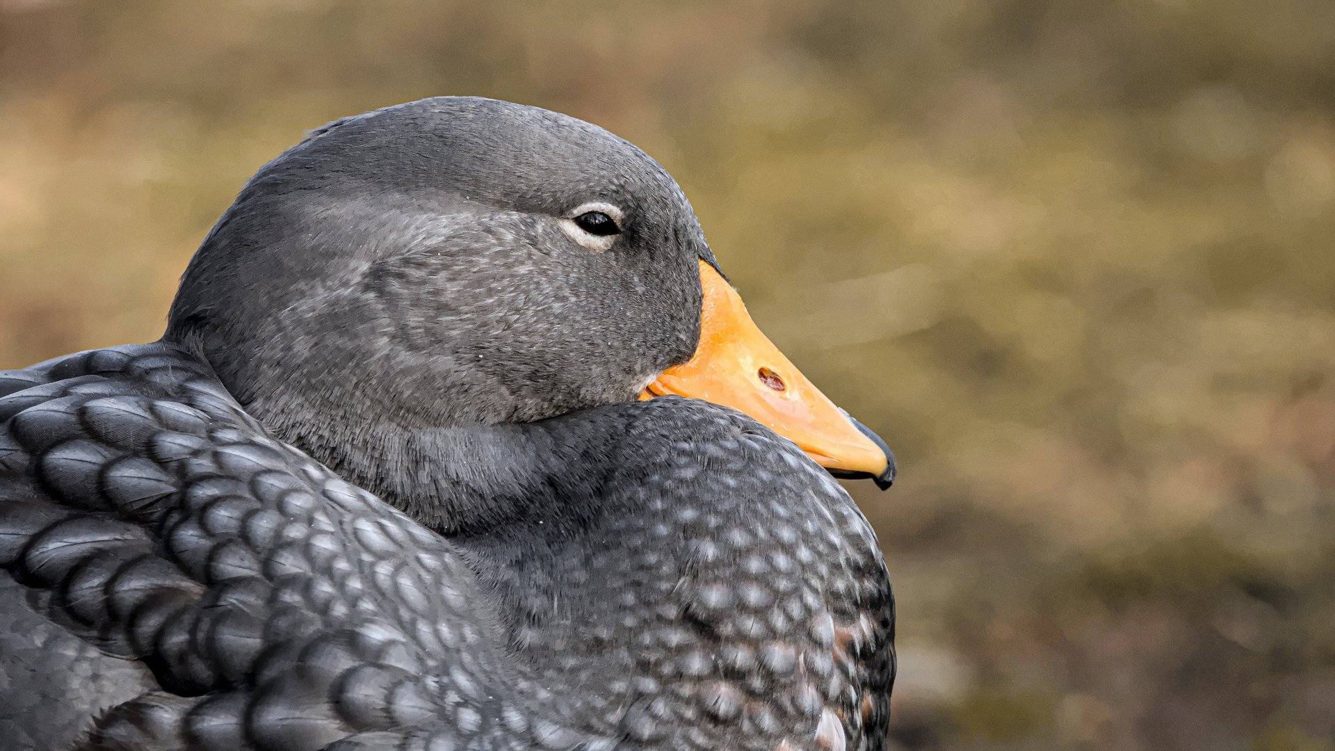 Fuegian steamer duck