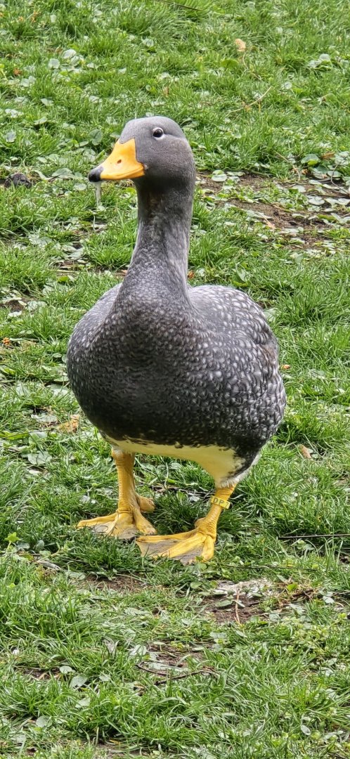 Fuegian steamer duck