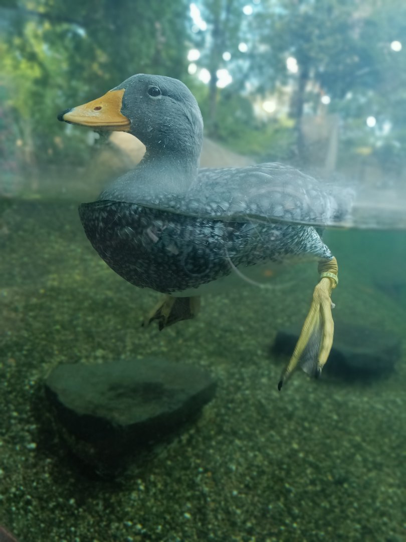 Fuegian Streamer Duck - Penguin Pavilion