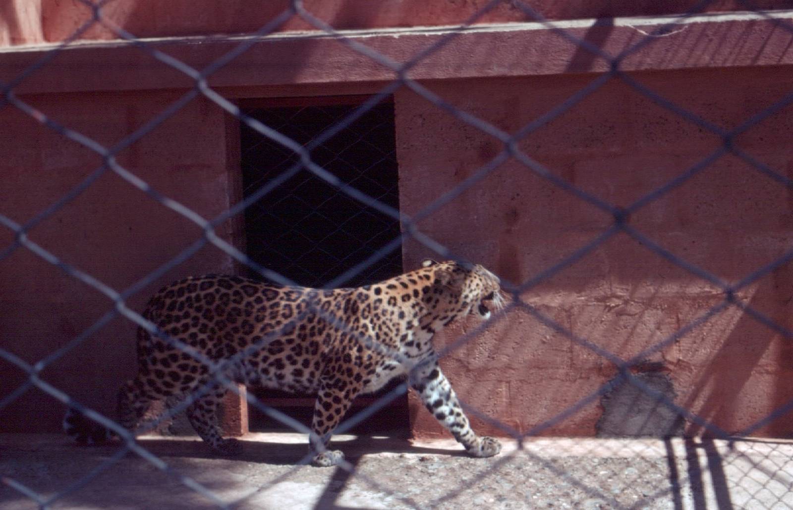 Fuengirola Zoo 1974 - African Leopard
