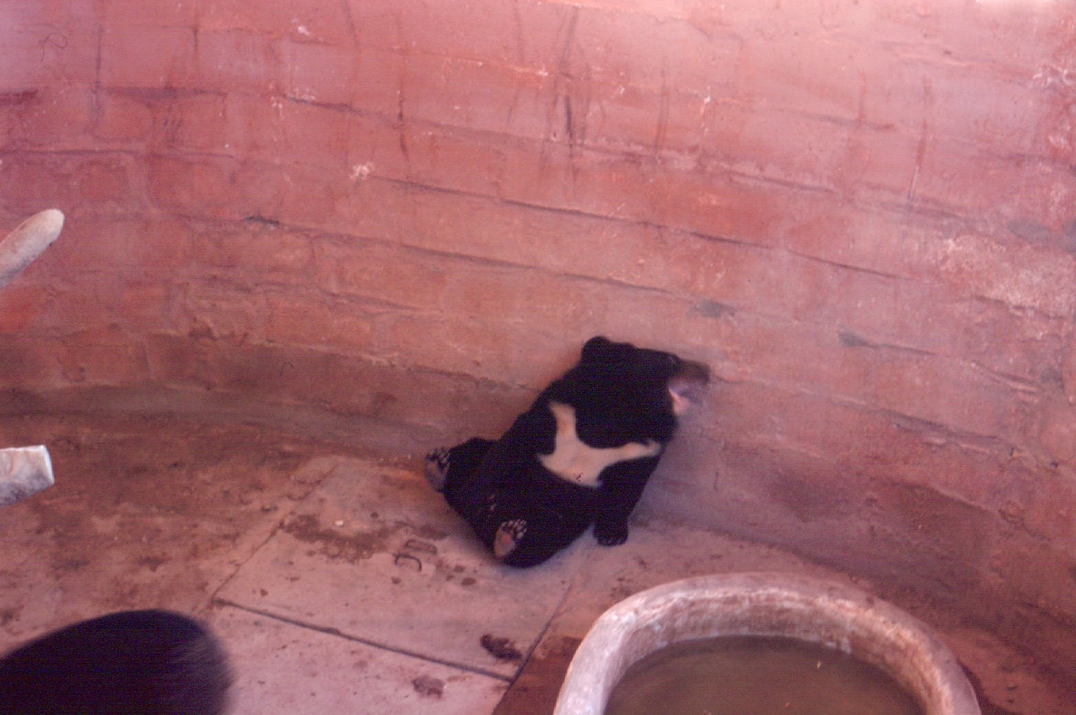 Fuengirola Zoo 1974 - Asiatic Black Bear