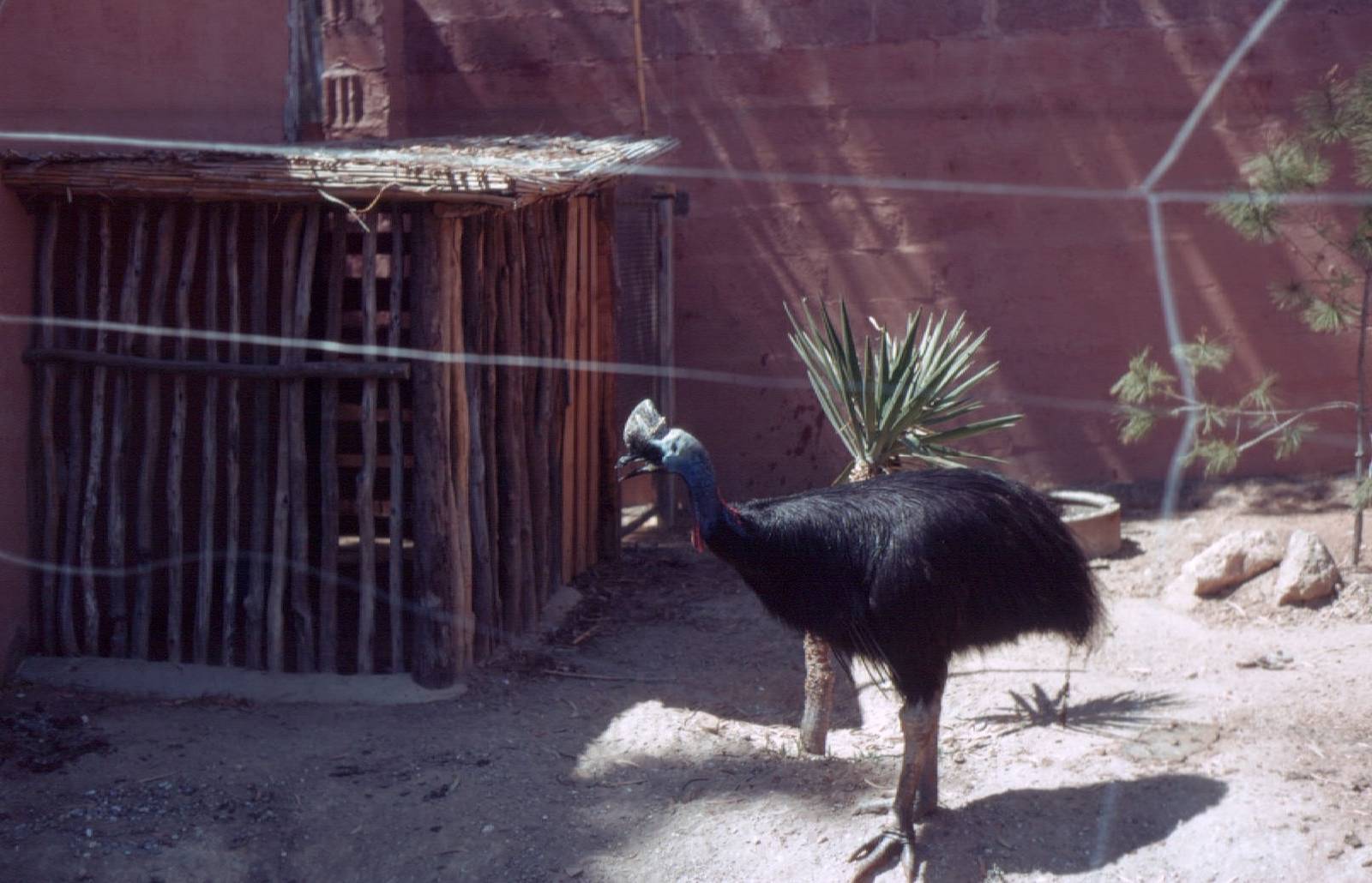 Fuengirola Zoo 1974 - Double-wattled Cassowary