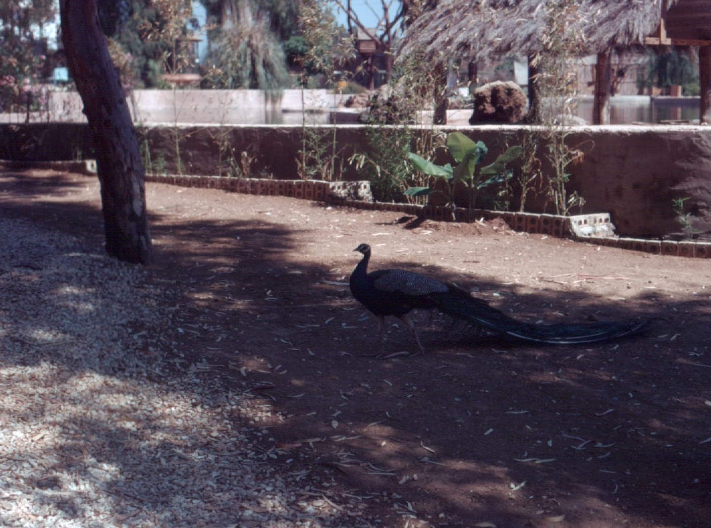 Fuengirola Zoo 1974 - Free-ranging Peacock