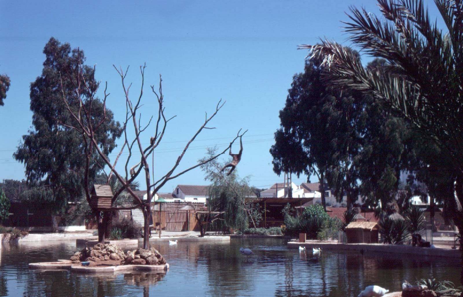 Fuengirola Zoo 1974 - Gibbon island out on a lake