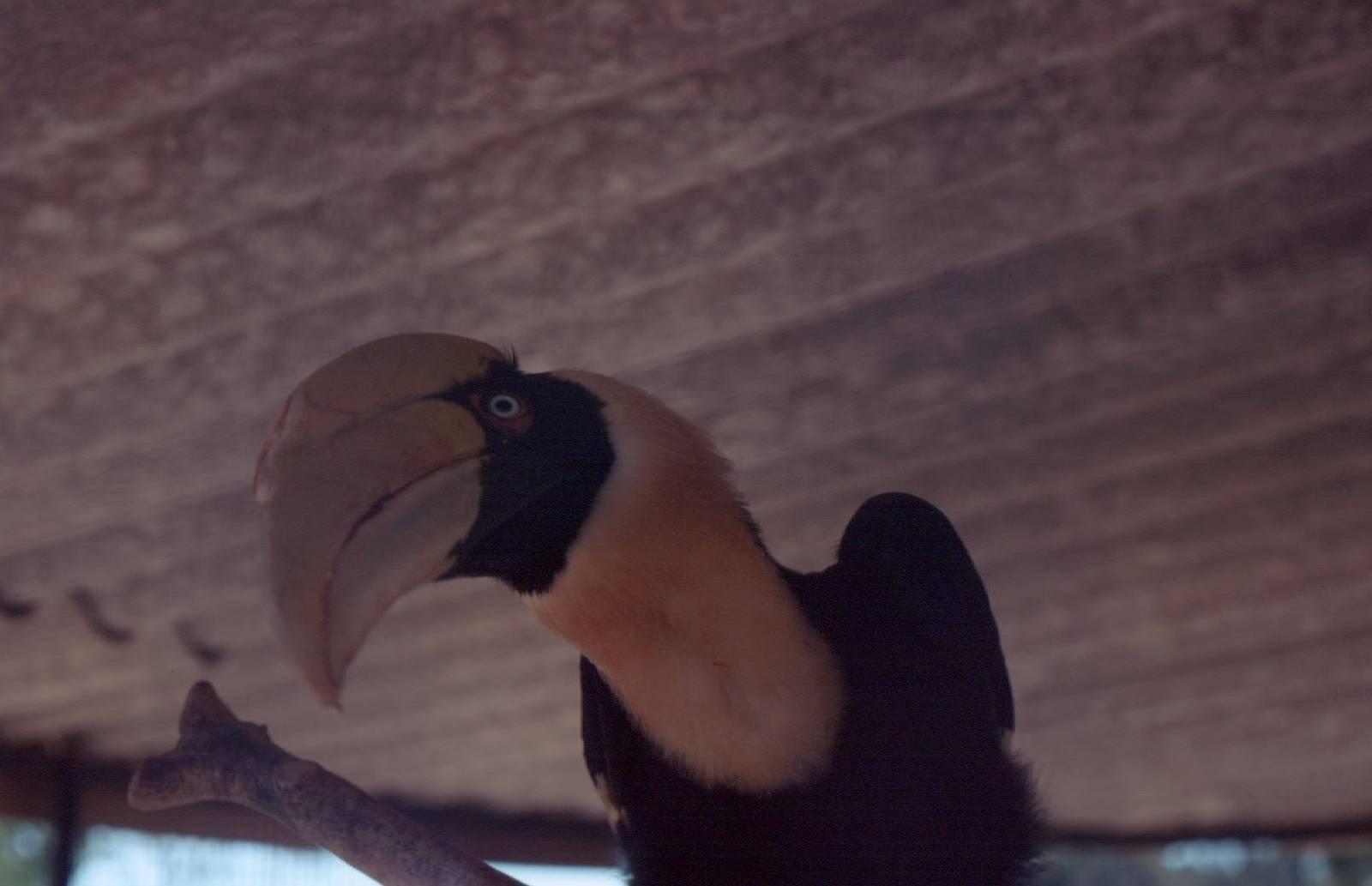 Fuengirola Zoo 1974 - Great Hornbill