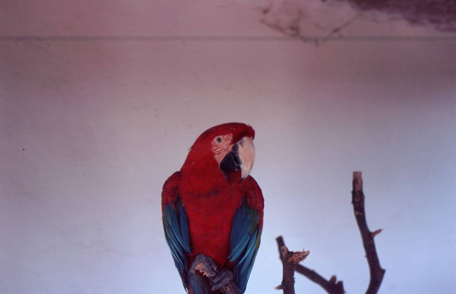 Fuengirola Zoo 1974 - Green Wing Macaw