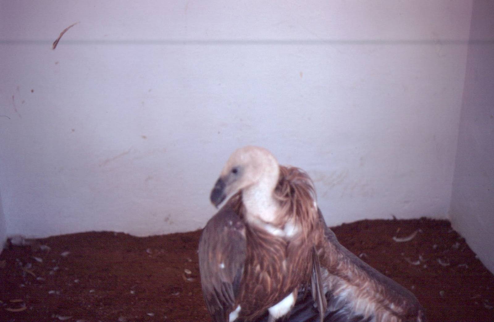 Fuengirola Zoo 1974 - Griffon Vulture